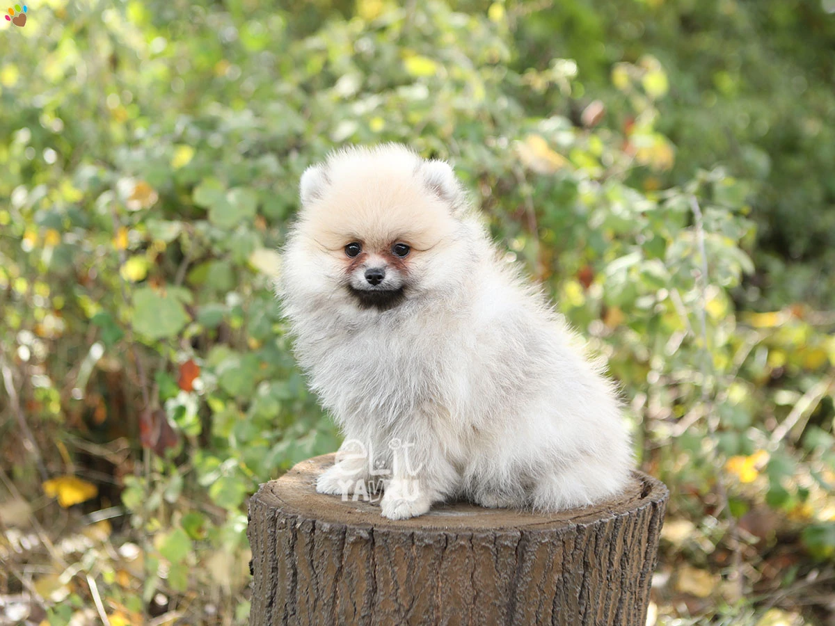 Pomeranian Olly 1