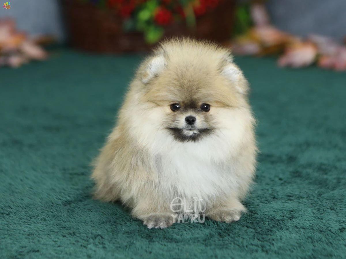 Pomeranian Parker 4