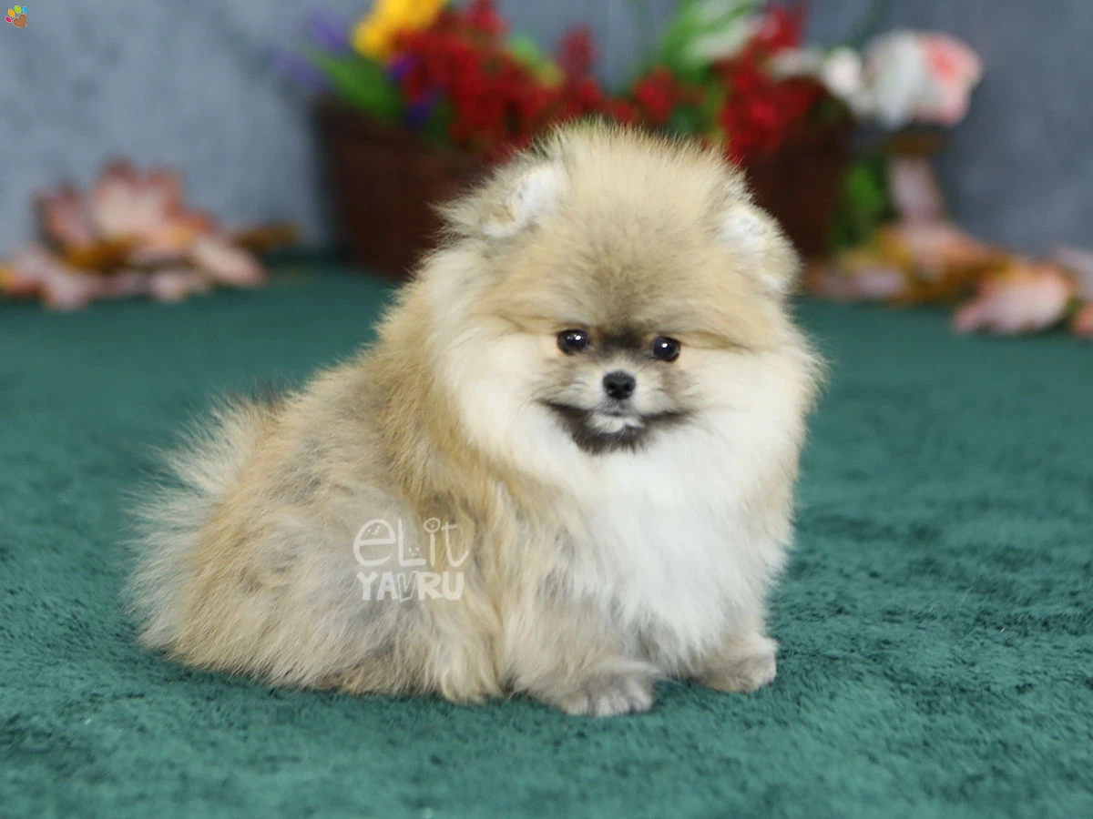 Pomeranian Parker 3