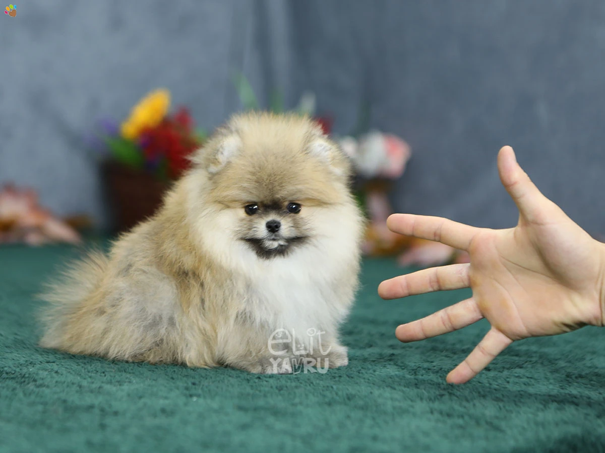 Pomeranian Parker 2