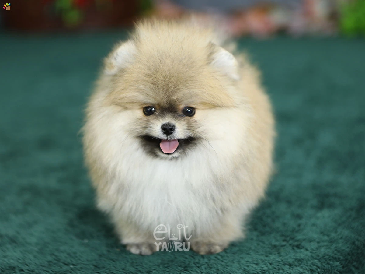 Pomeranian Parker
