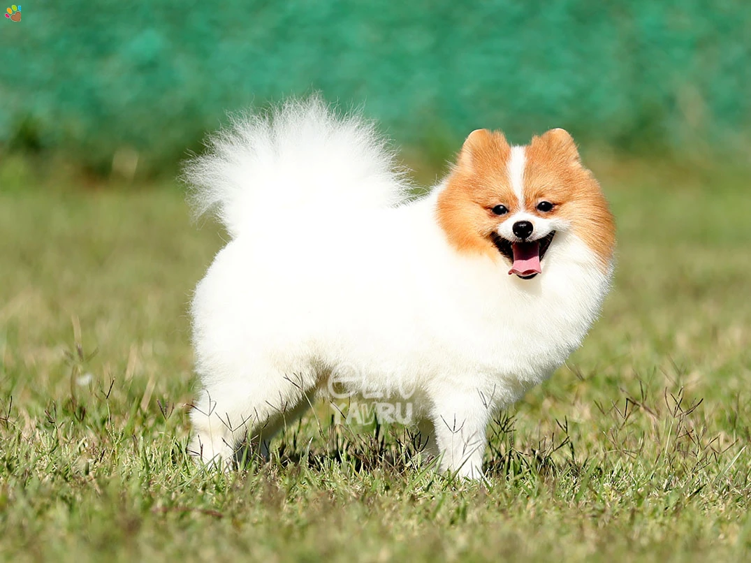 Pomeranian Pawpaw 2