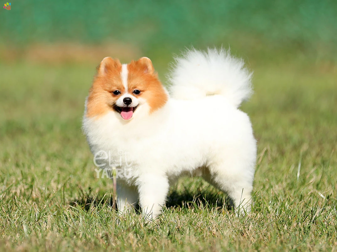 Pomeranian Pawpaw