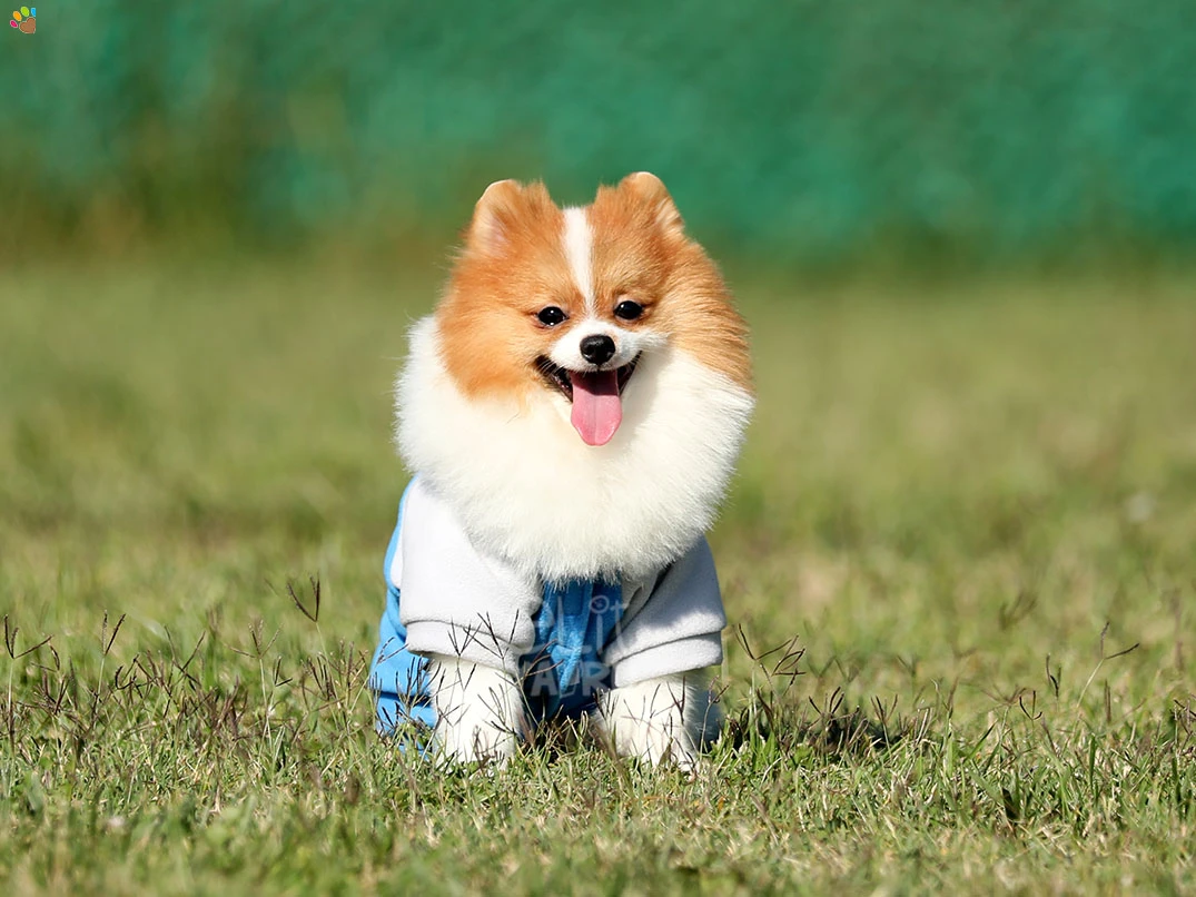 Pomeranian Pawpaw 3