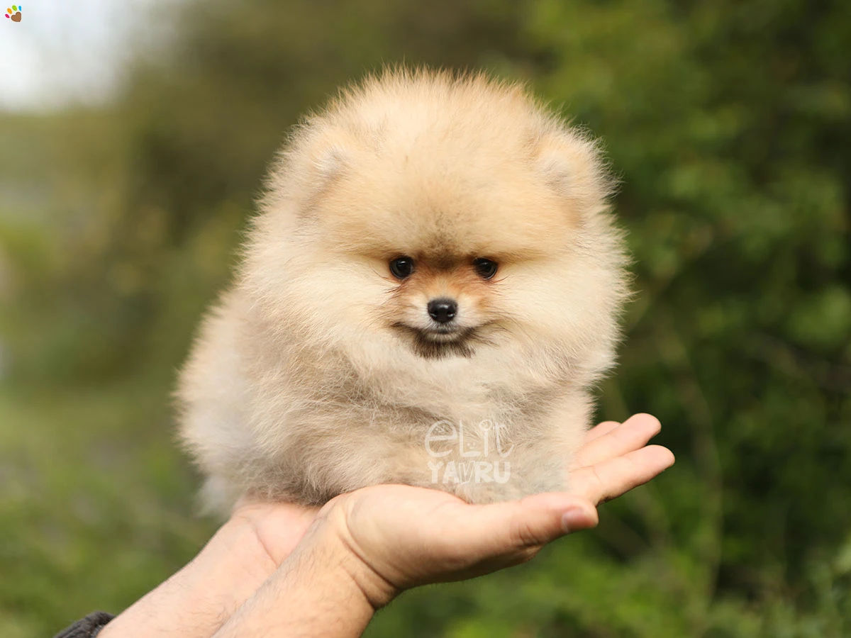 Pomeranian Peter 3