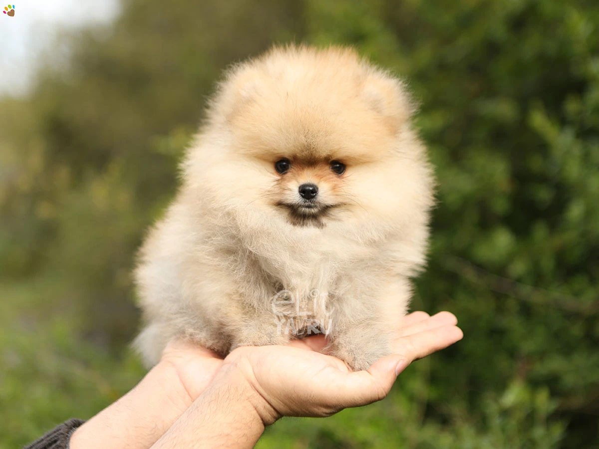 Pomeranian Peter 1