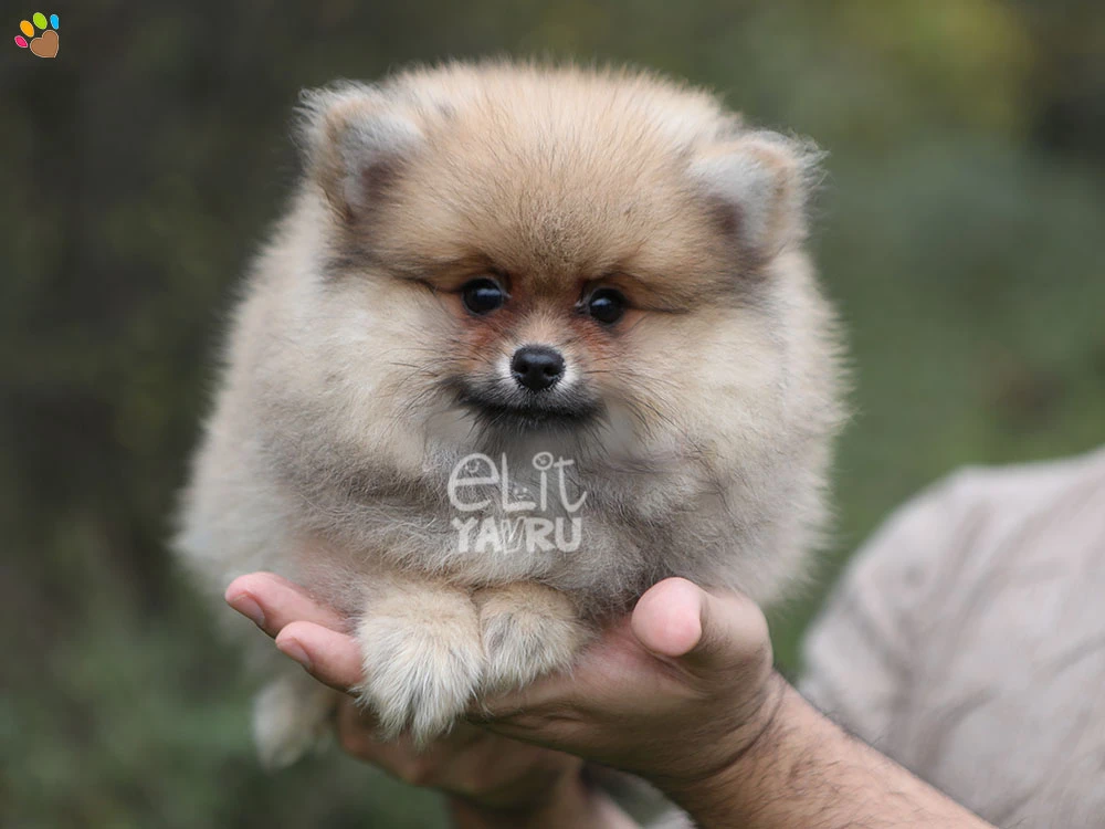 Pomeranian Pickle