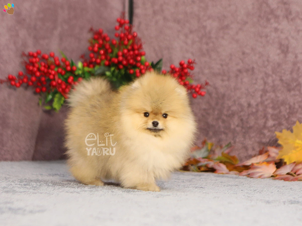 Pomeranian Pickles 4