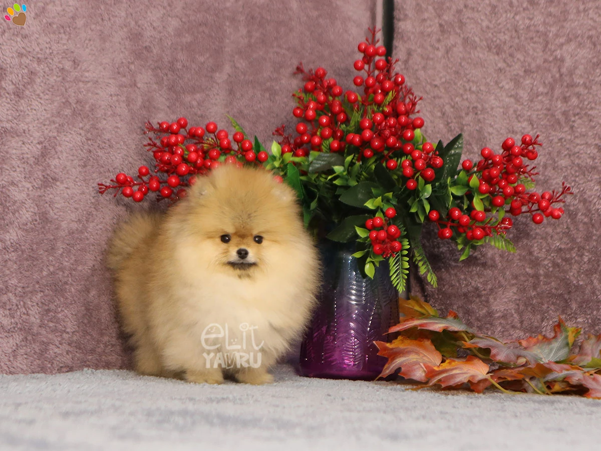 Pomeranian Pickles 2