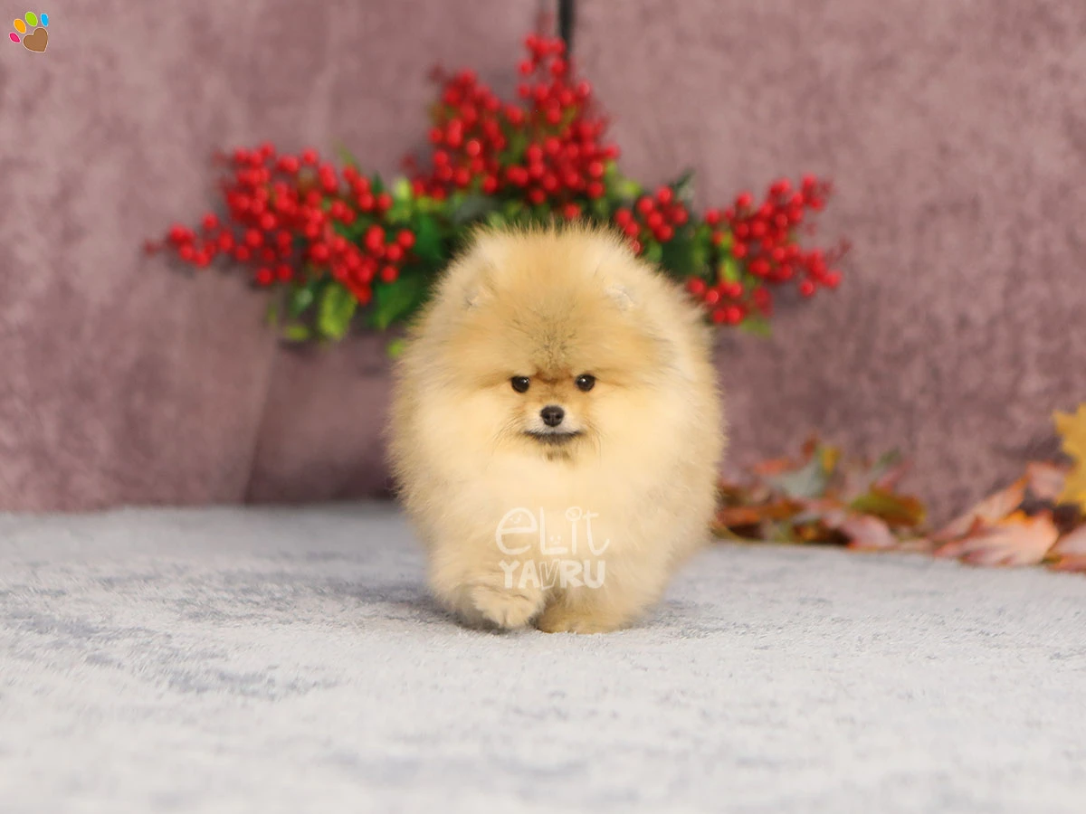 Pomeranian Pickles 1