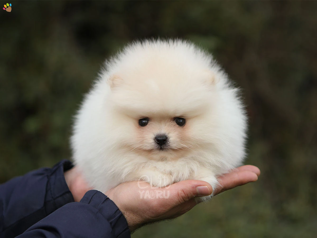 Pomeranian Pinky