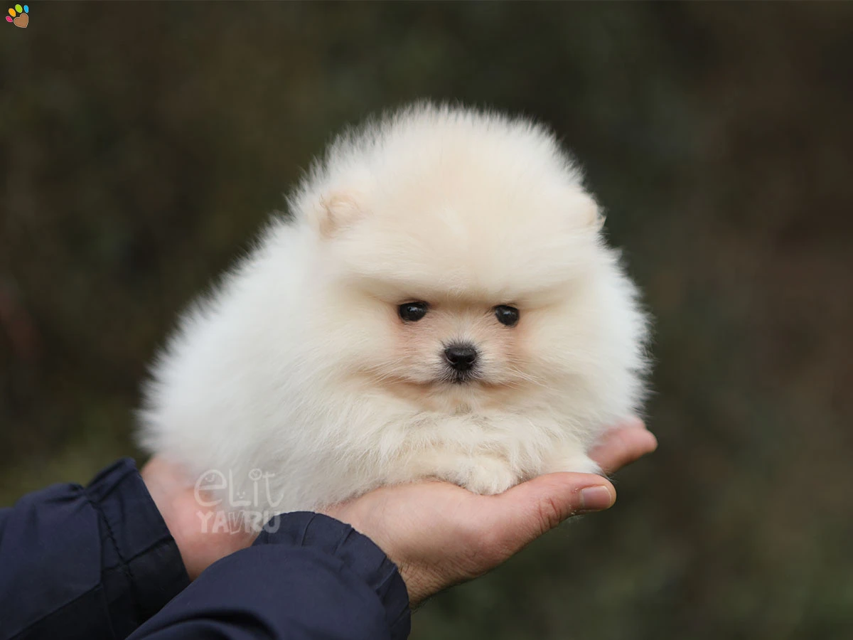 Pomeranian Pinky 2