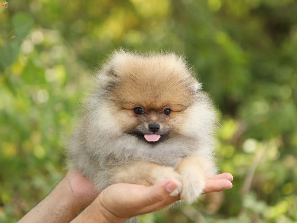 Pomeranian Pokey 2