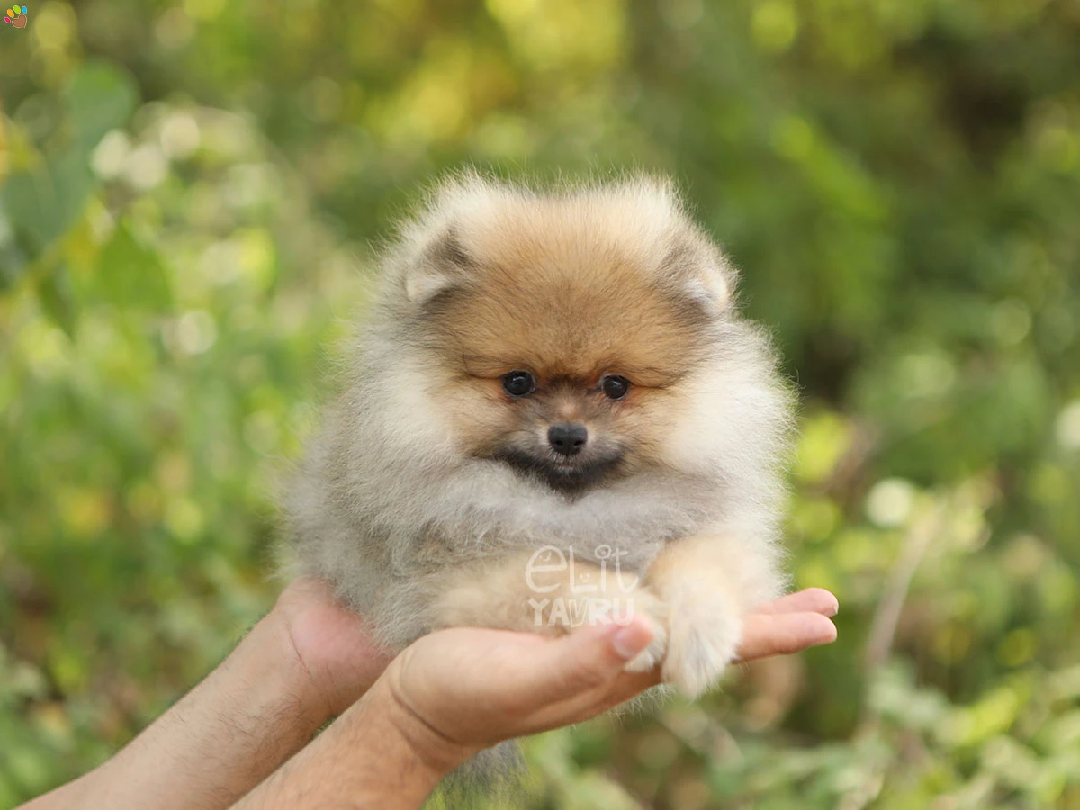 Pomeranian Pokey 1