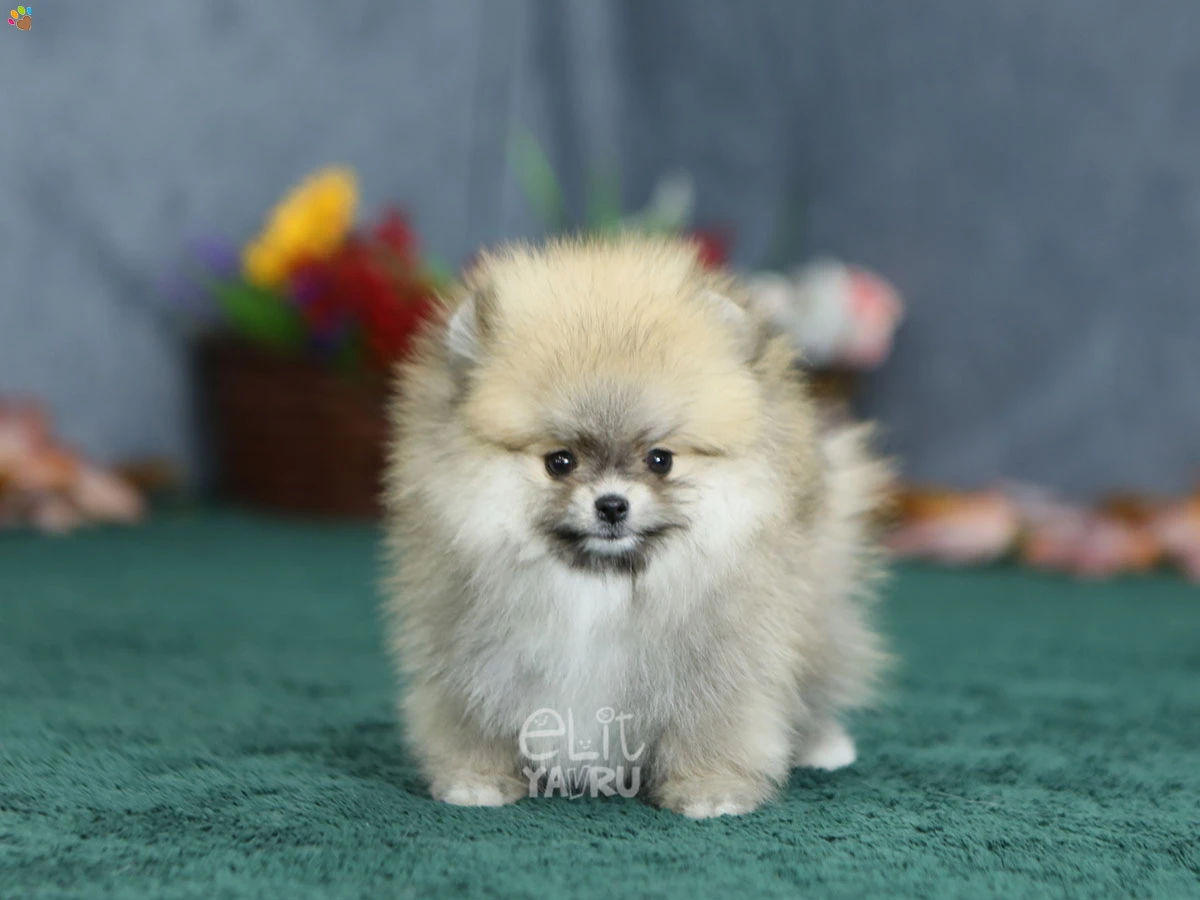 Pomeranian Raya 6