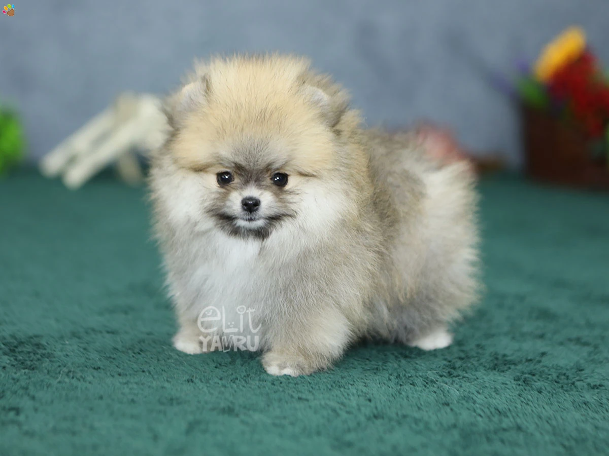 Pomeranian Raya 5