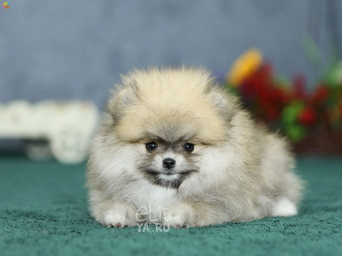 Pomeranian Raya 4