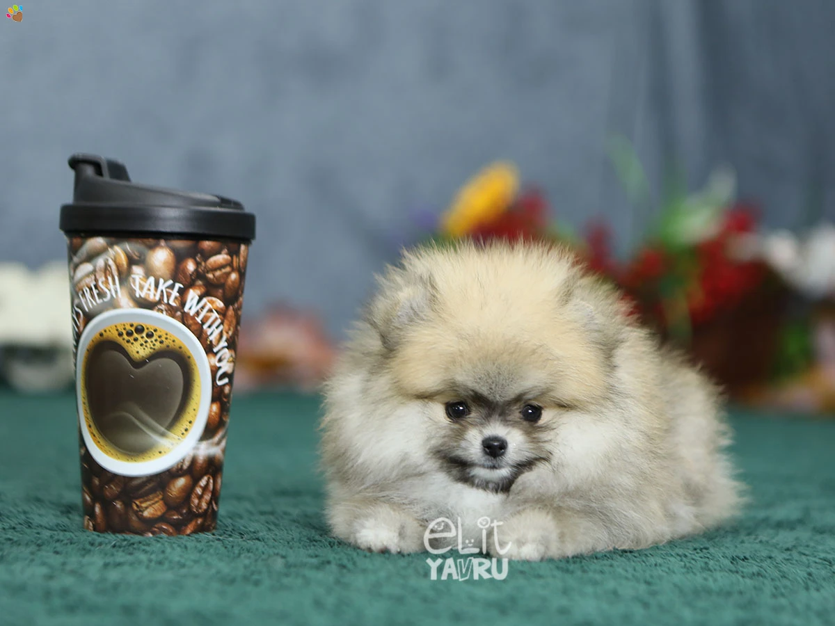Pomeranian Raya