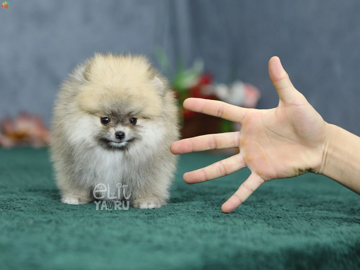 Pomeranian Raya 2