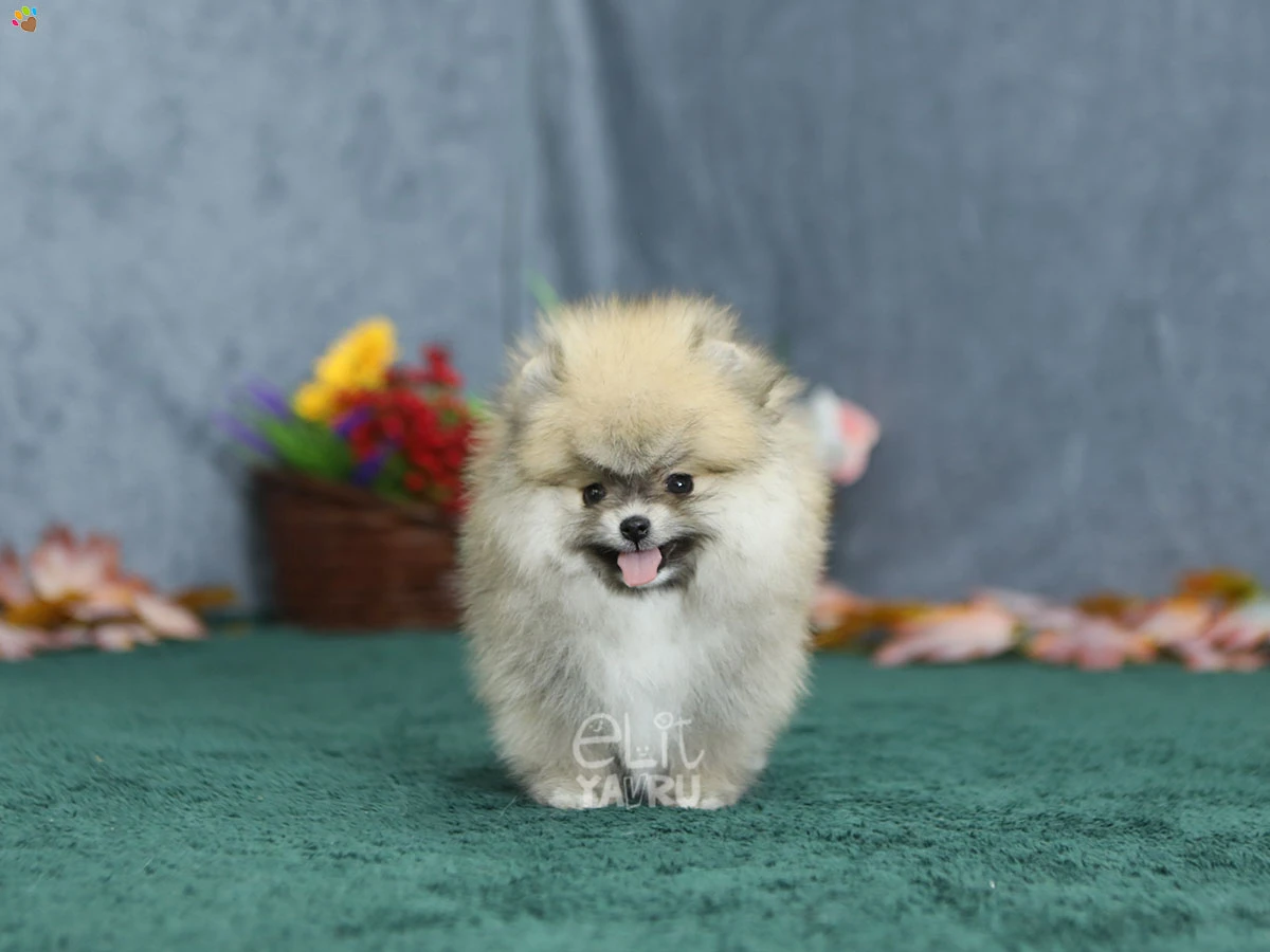 Pomeranian Raya 1