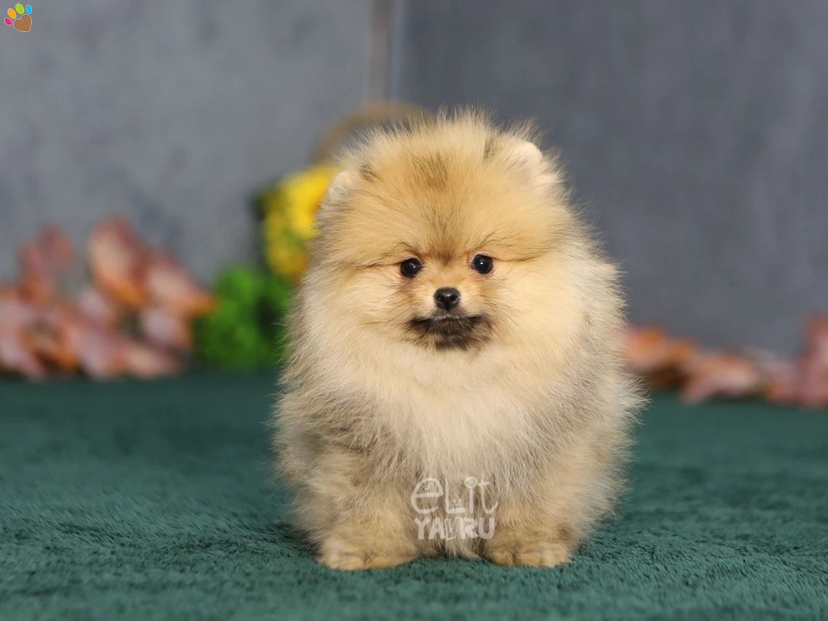 Pomeranian Reina