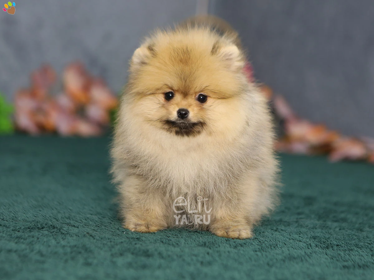 Pomeranian Reina 1