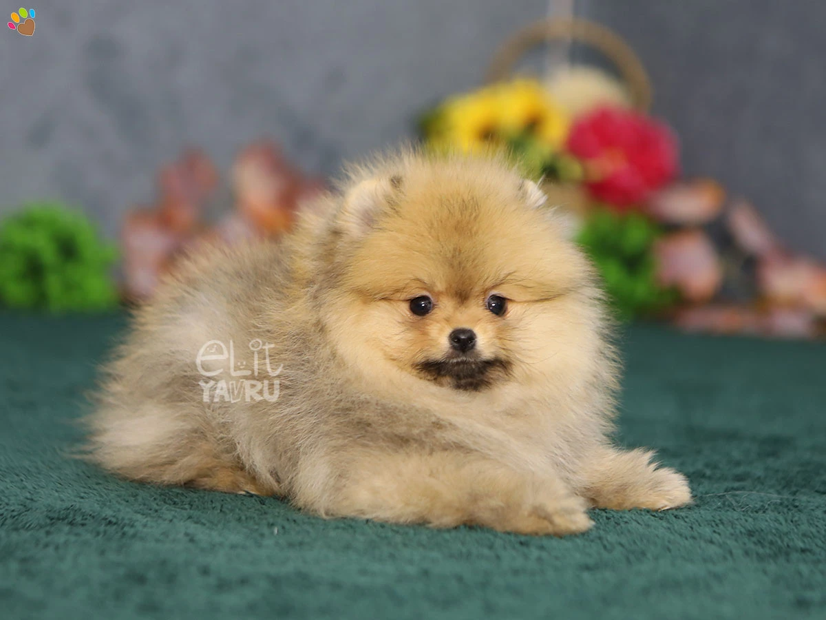 Pomeranian Reina 2