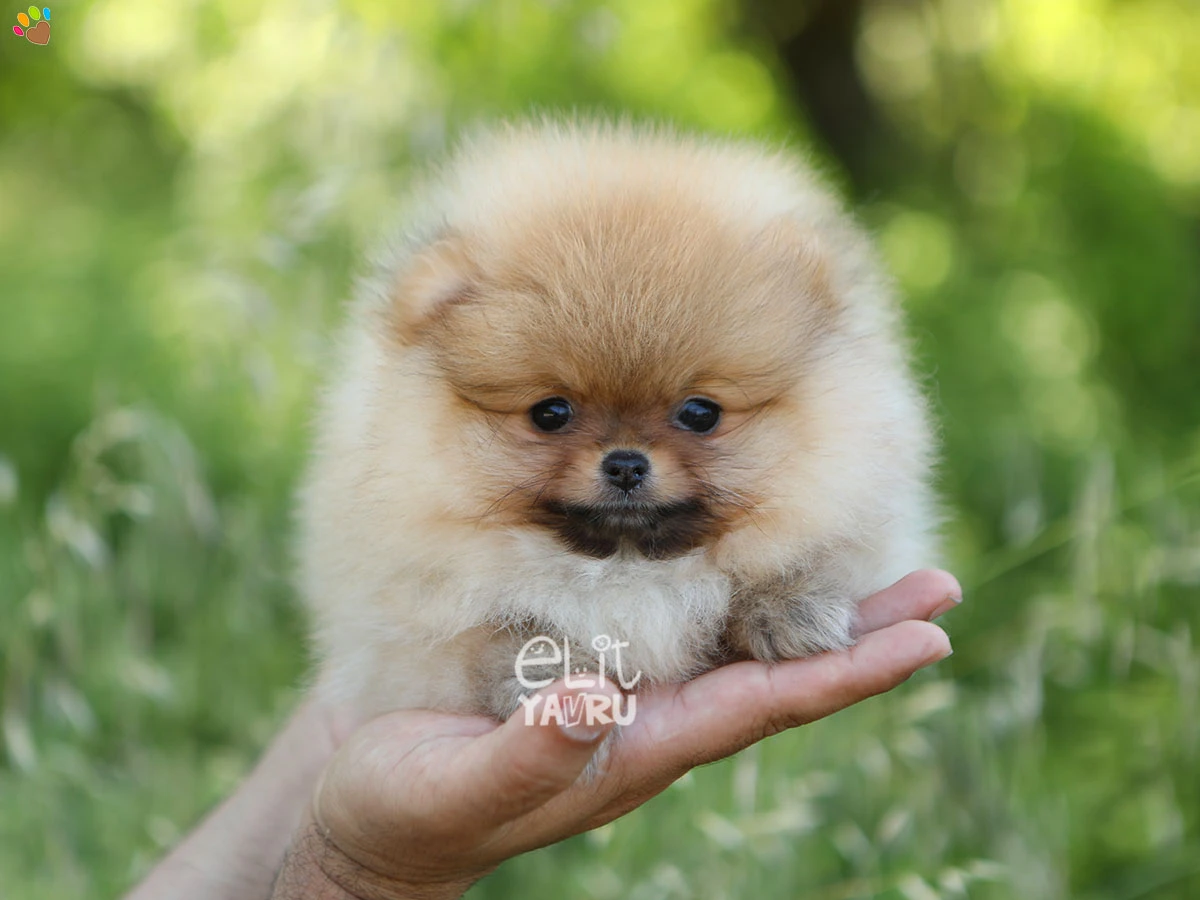 Pomeranian Rita 4
