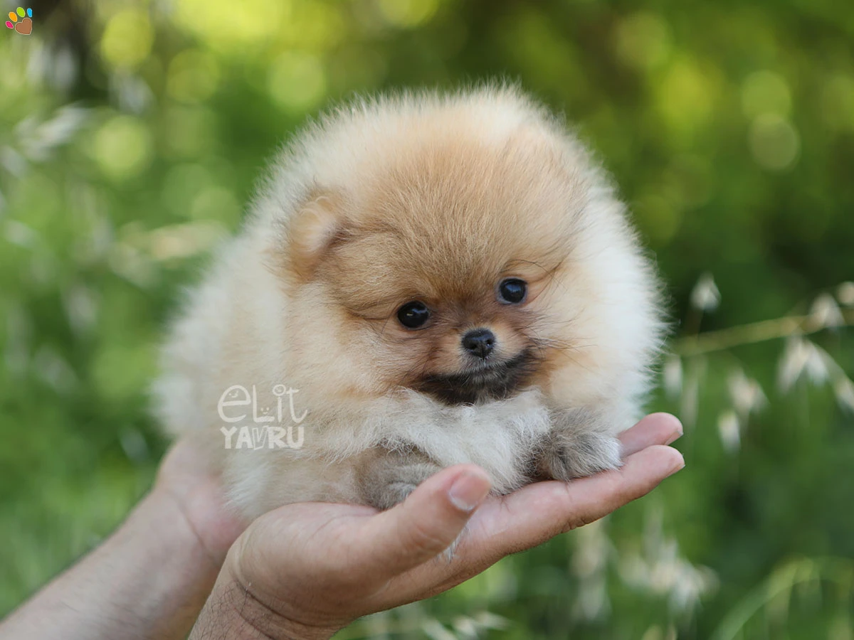 Pomeranian Rita 2