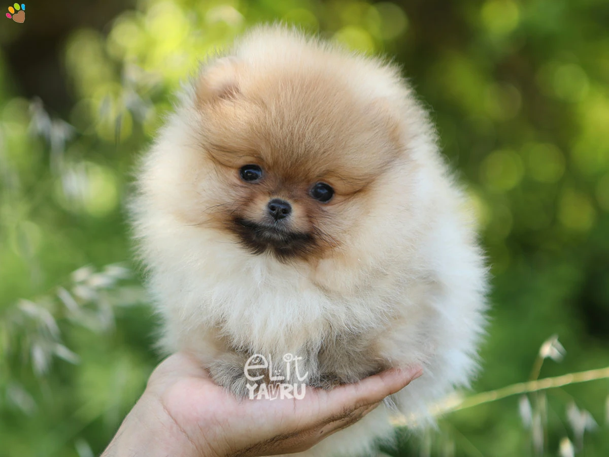 Pomeranian Rita 1