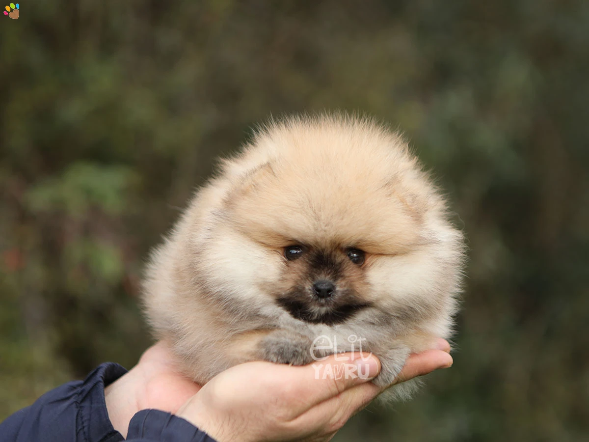 Pomeranian Robin