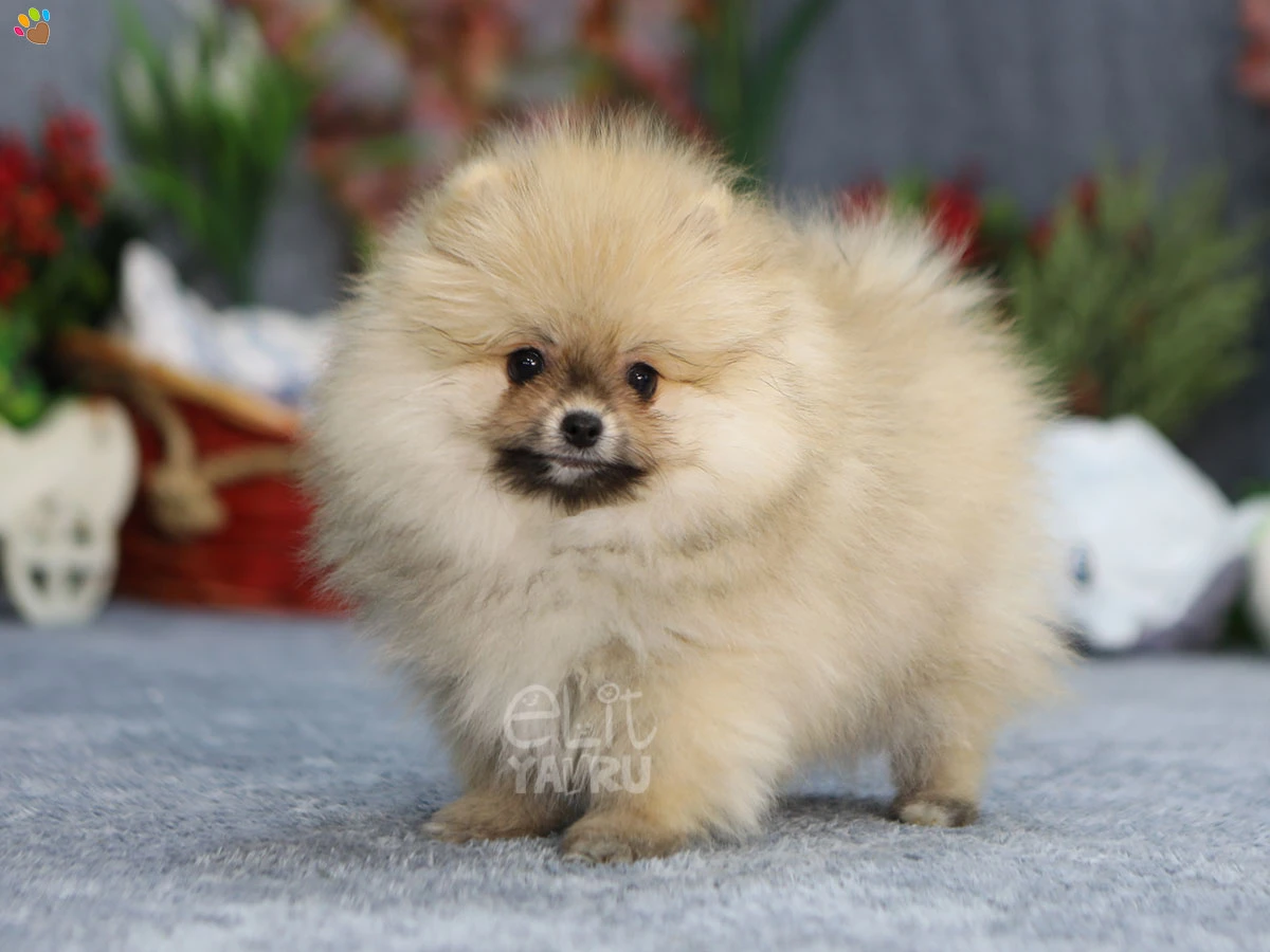 Pomeranian Robin