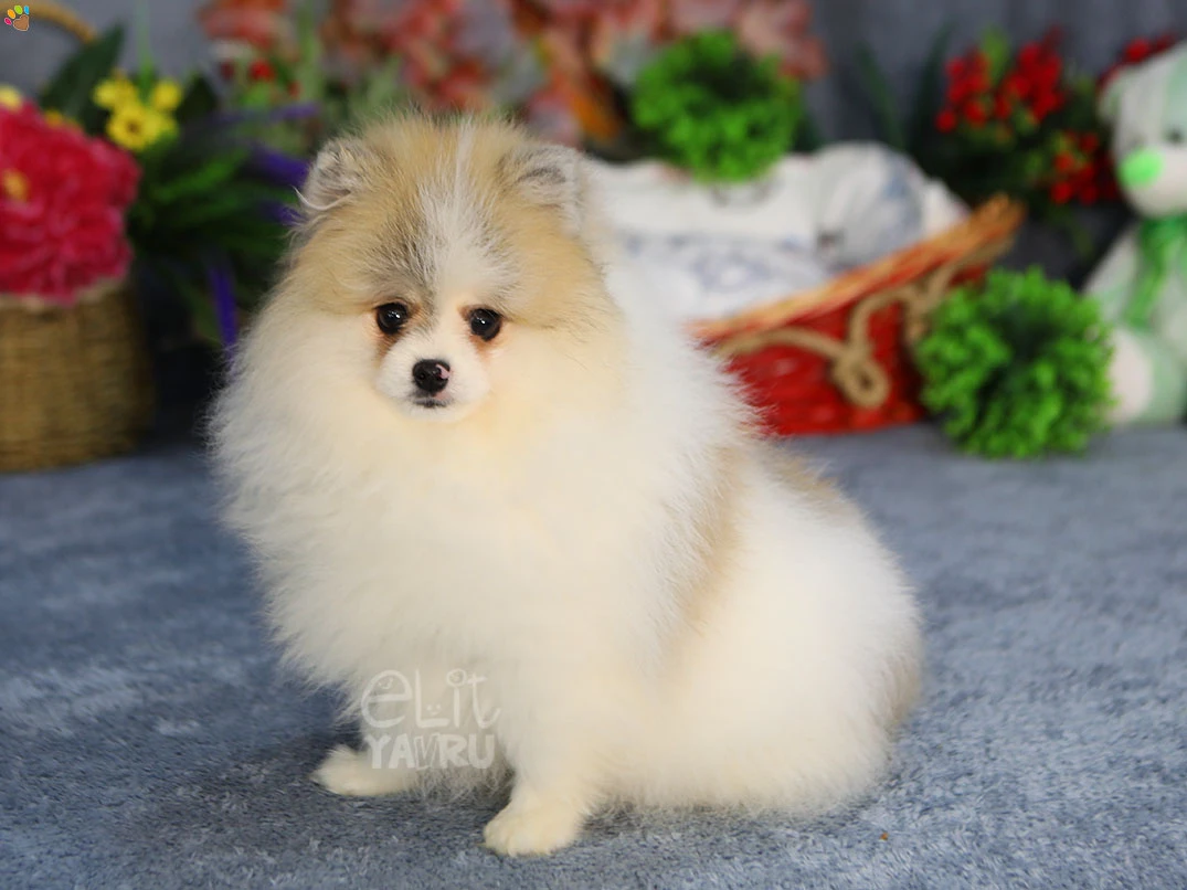 Pomeranian Rocco 2