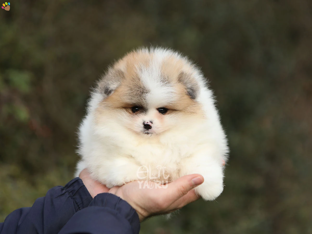 Pomeranian Rocco 3