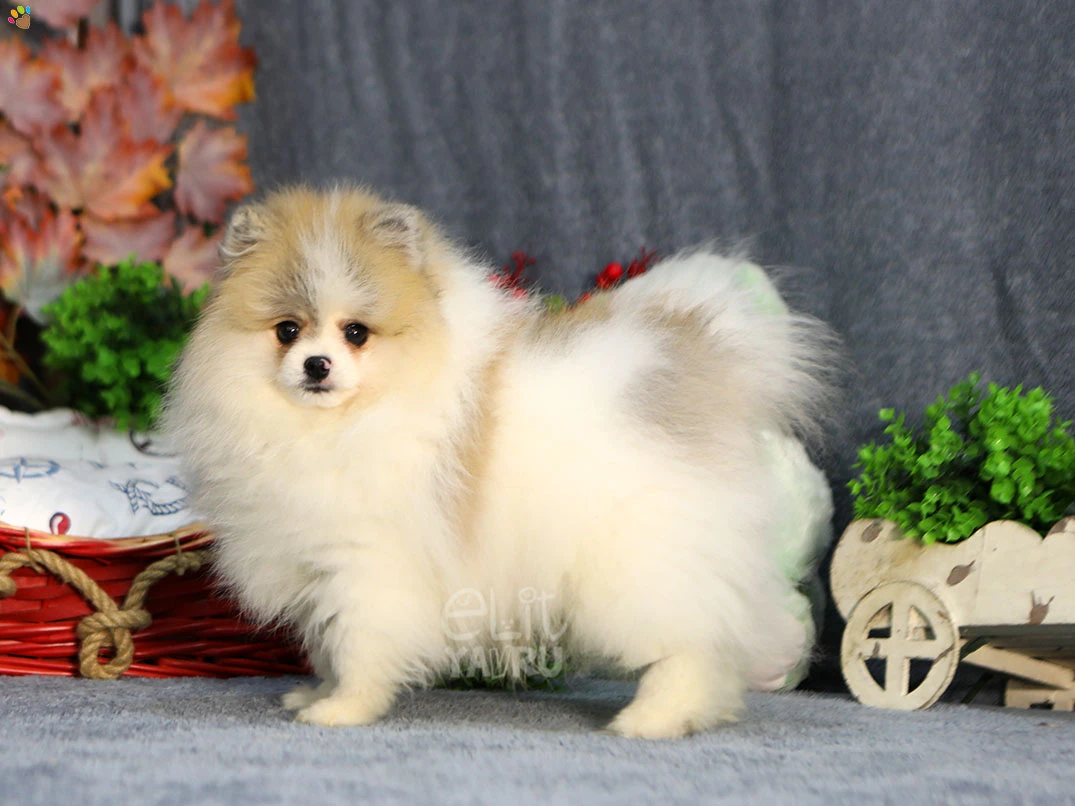 Pomeranian Rocco 3