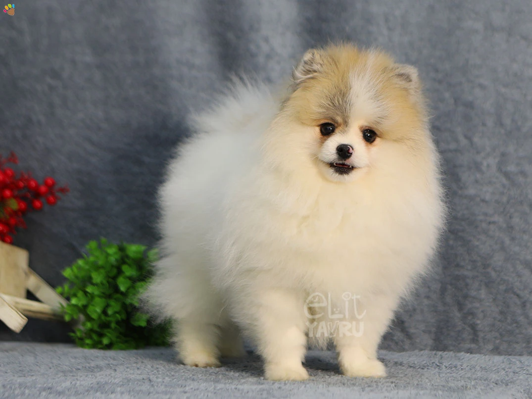 Pomeranian Rocco 1