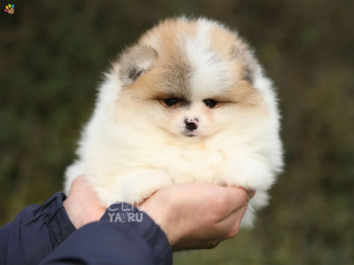 Pomeranian Rocco 1