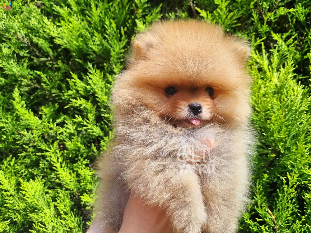 Pomeranian Roma 3
