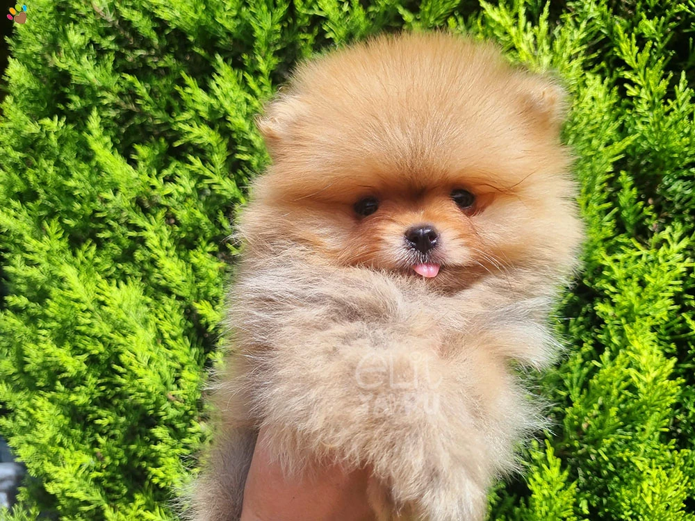 Pomeranian Roma