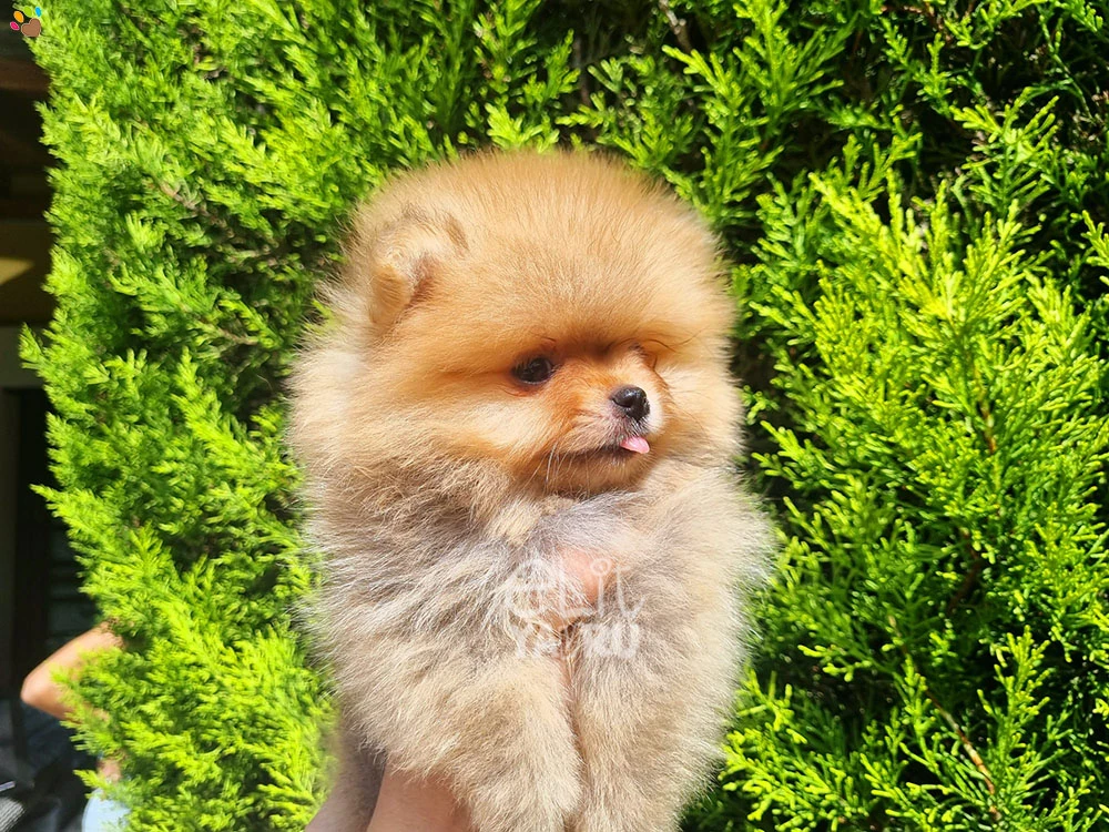 Pomeranian Roma 2