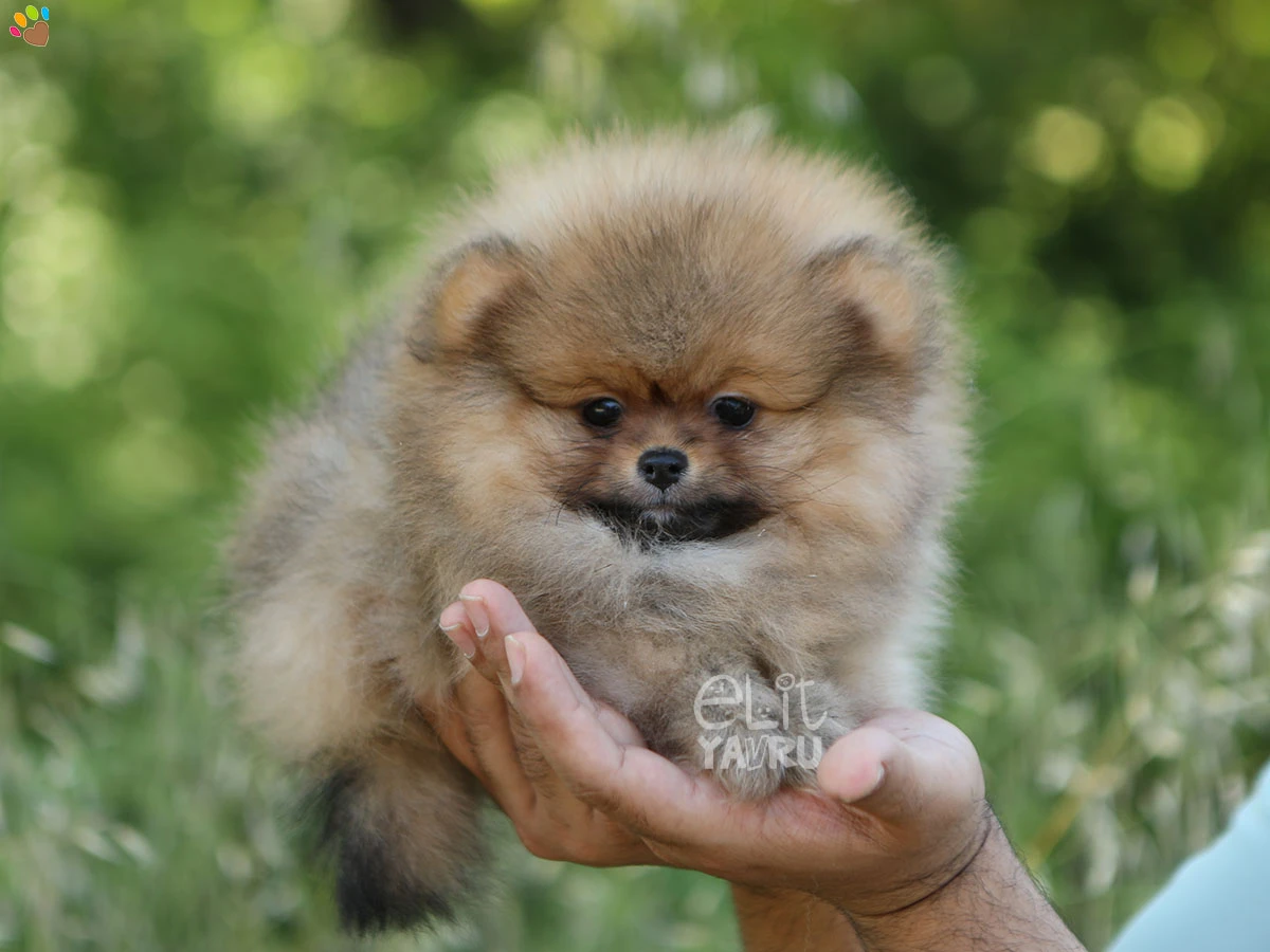 Pomeranian Rory 1