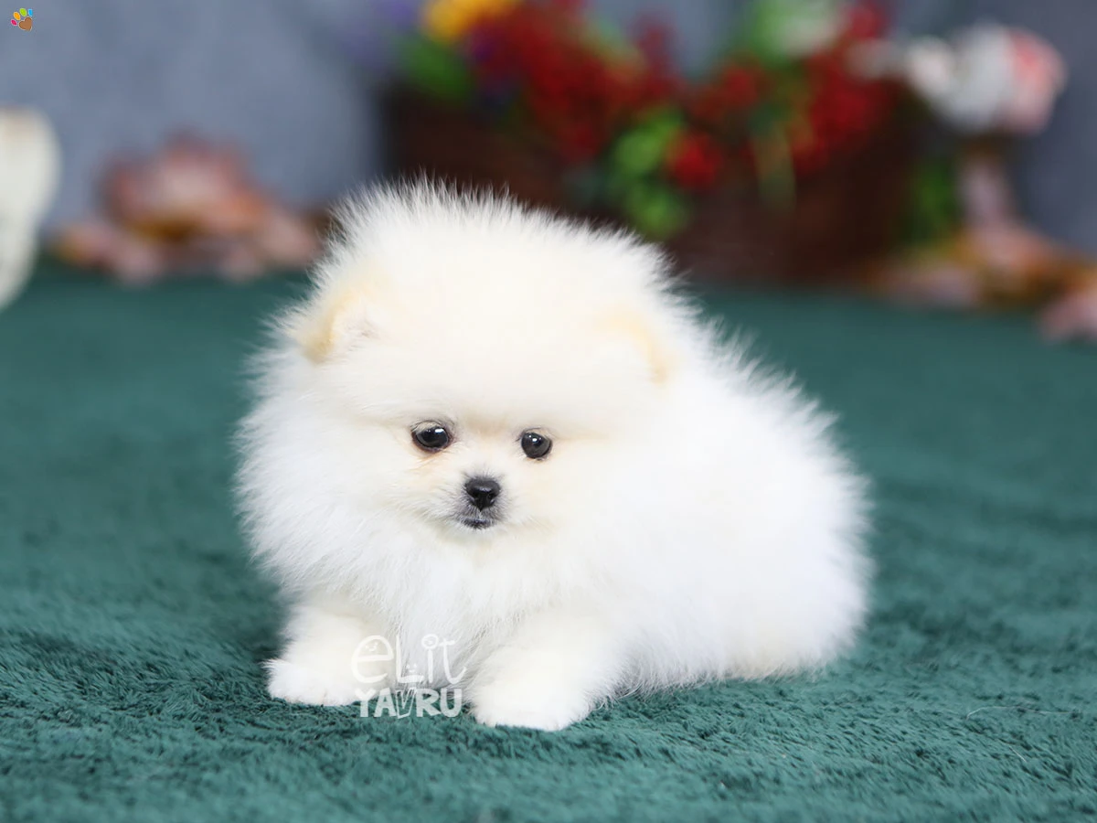 Pomeranian Rosa 6