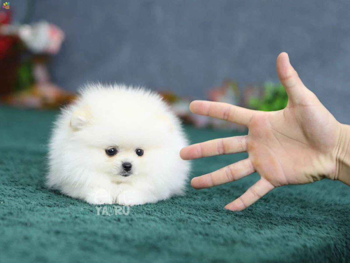 Pomeranian Rosa 4