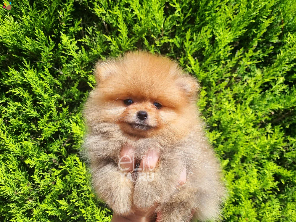 Pomeranian Rosa 1