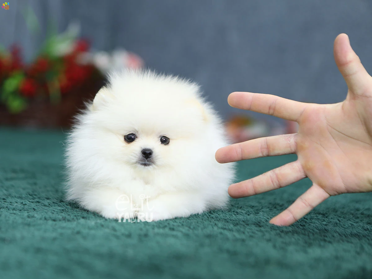 Pomeranian Rosa 5