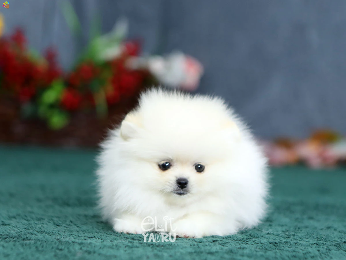 Pomeranian Rosa 2