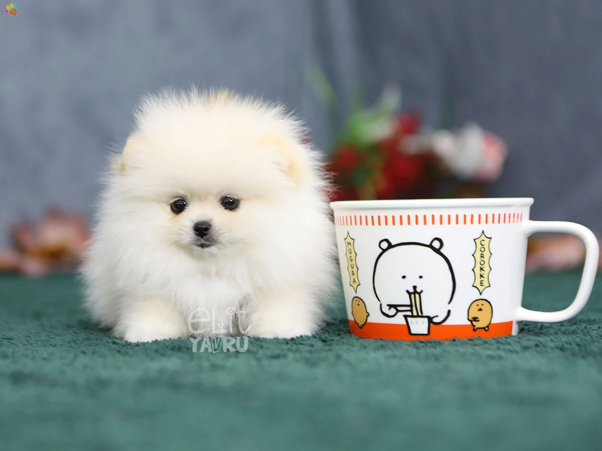 Pomeranian Rosa