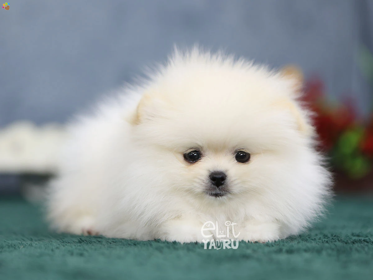 Pomeranian Rosa 1