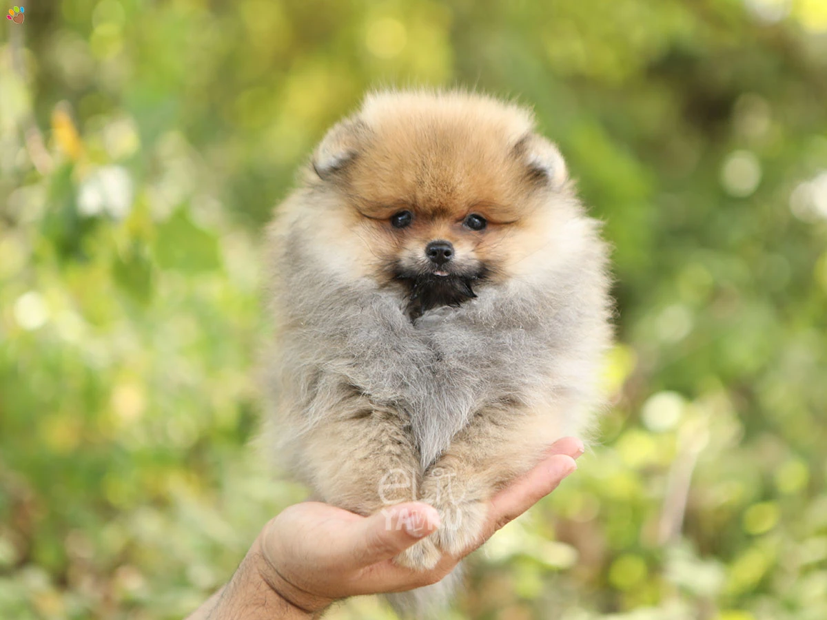 Pomeranian Rue 1