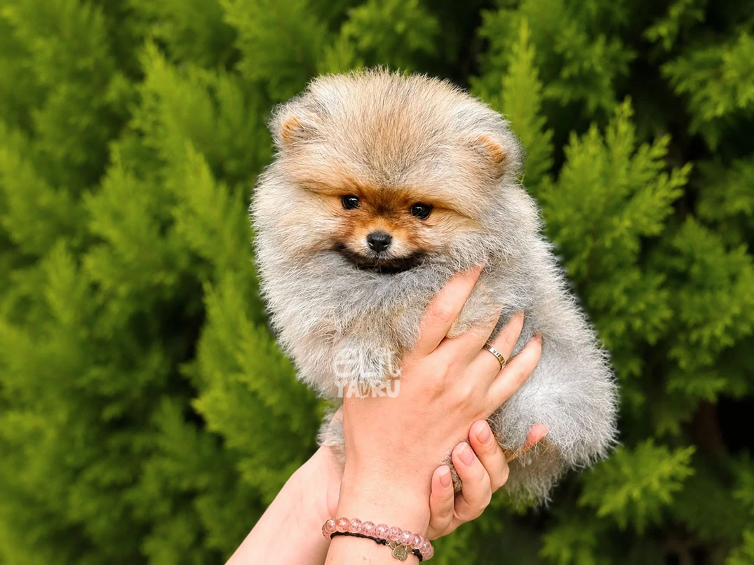Pomeranian Sango 2